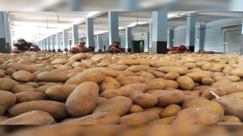 কোটি টাকার আলু হিমাগারে, দেখা নেই ব্যবসা